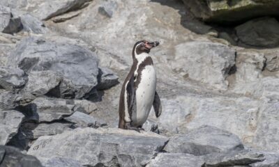 pingüino de Humboldt