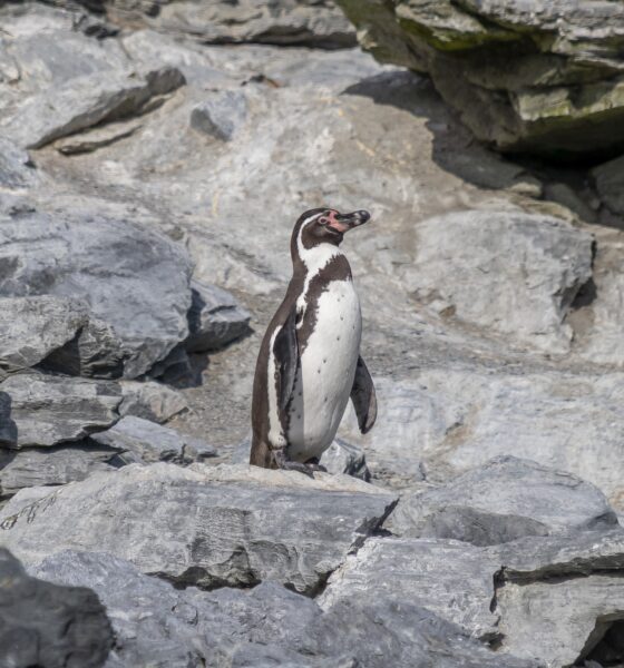 pingüino de Humboldt