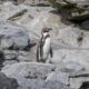 pingüino de Humboldt